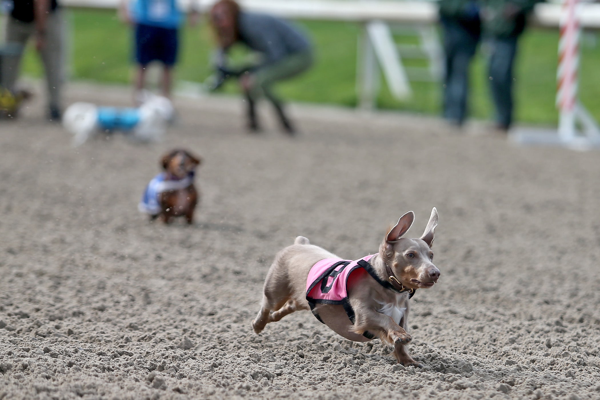 Wiener dog races are almost here! - Fort Erie Race Track