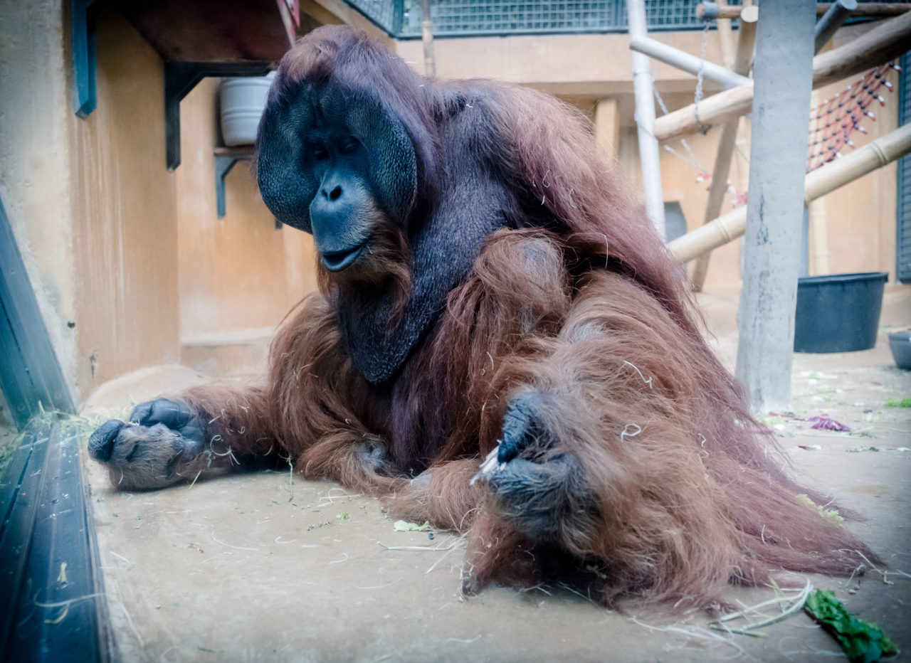 Orangutan "Jambi"