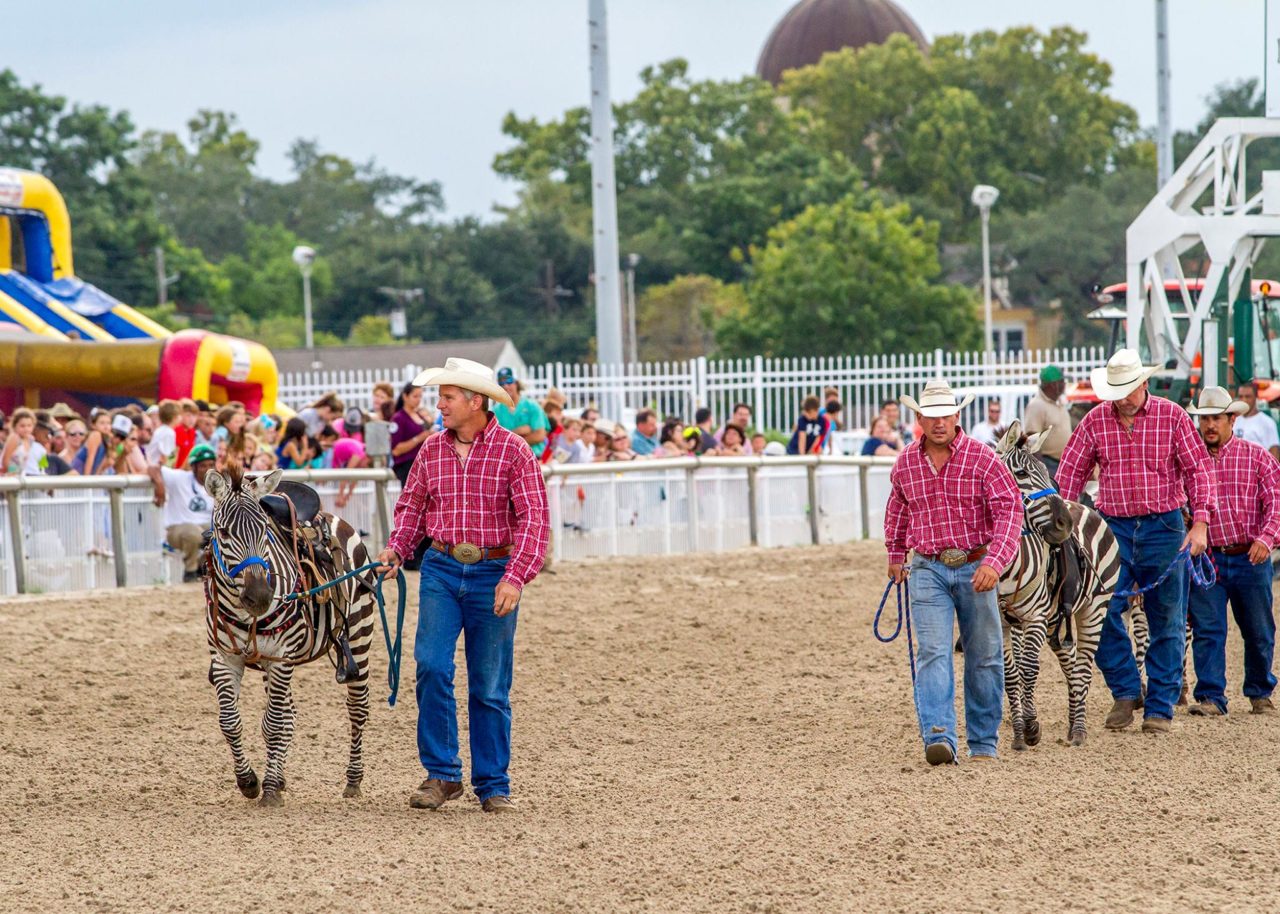 Zebras, camels, ostriches, oh my! Exotic animal racing hits the